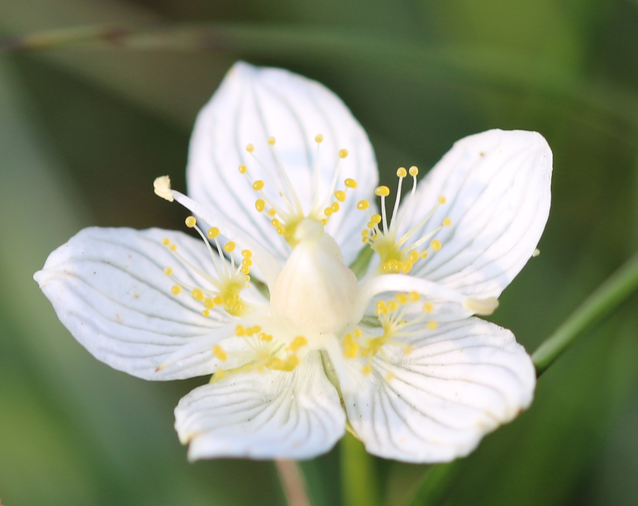 Canon EF 180mm F3.5L Macro USM sample photo. Parnassia photography