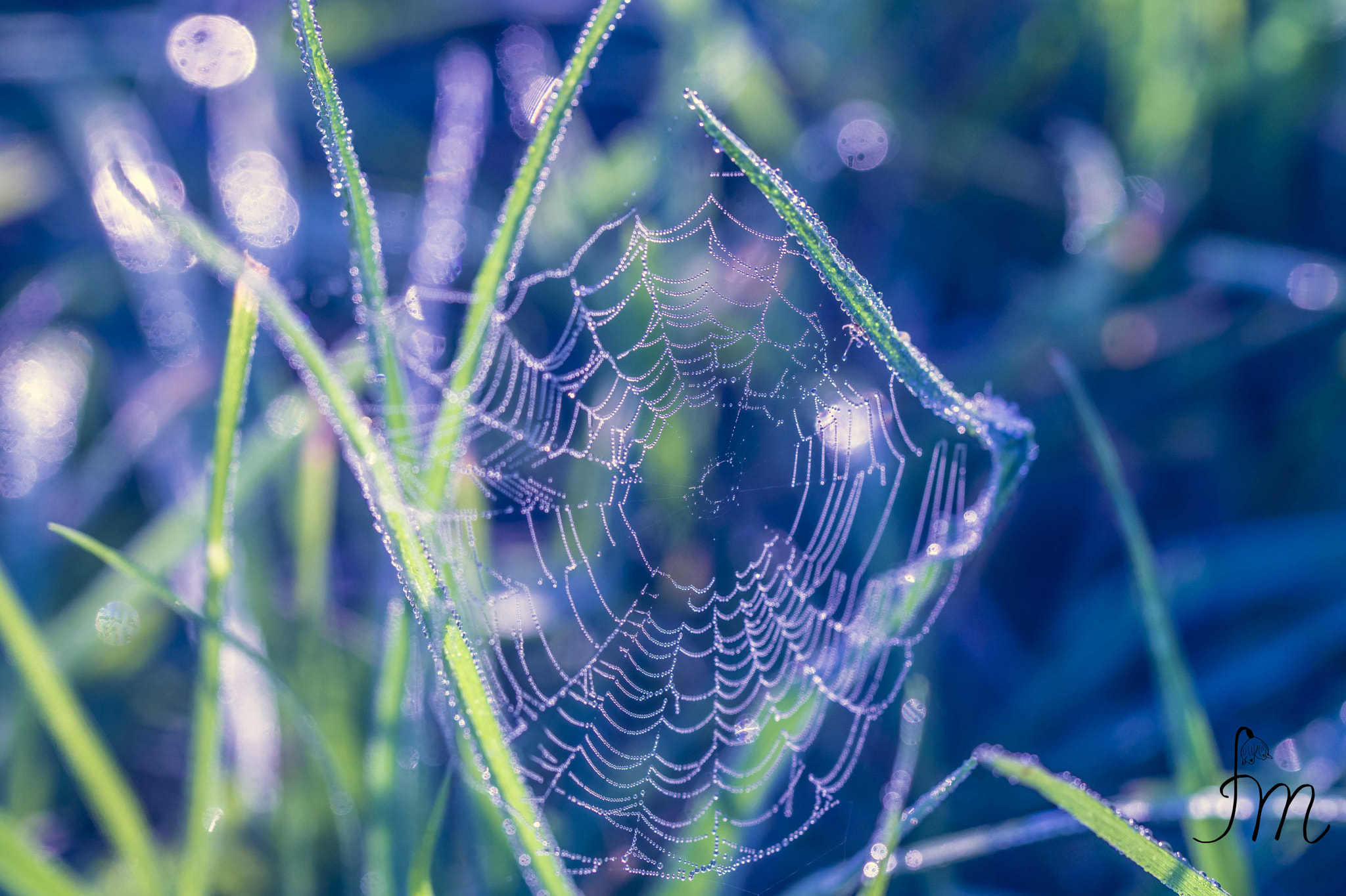 Sony a99 II + 90mm F2.8 Macro SSM sample photo. Dew pearls photography