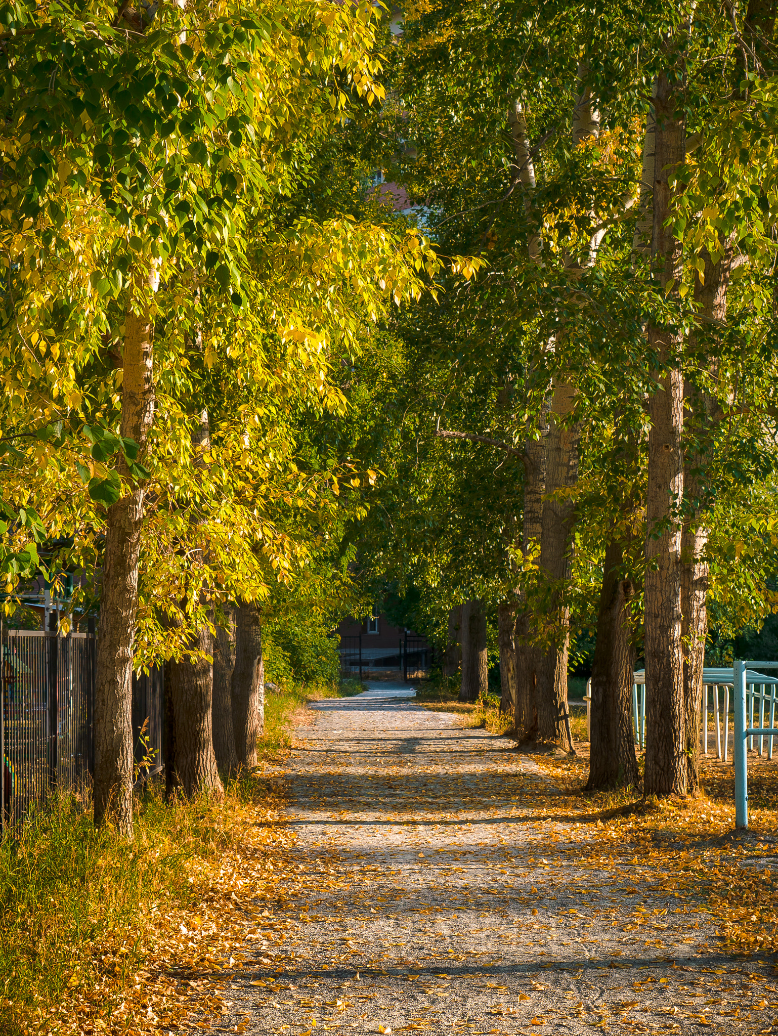 LUMIX G VARIO 45-150/F4.0-5.6 sample photo. Autumn's path photography