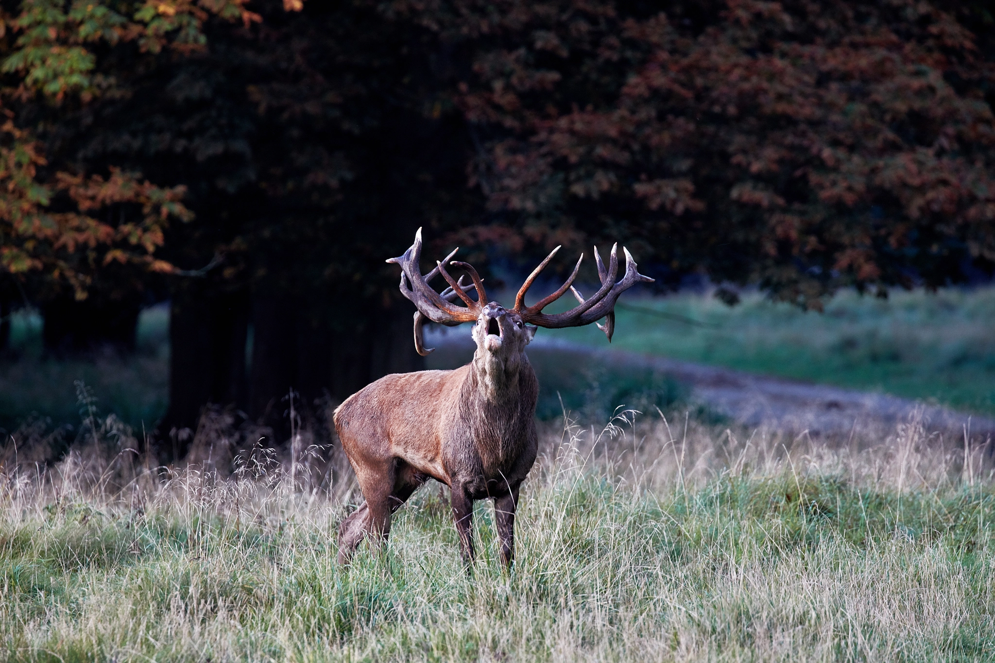 Canon EOS 5DS R sample photo. Stag roar photography