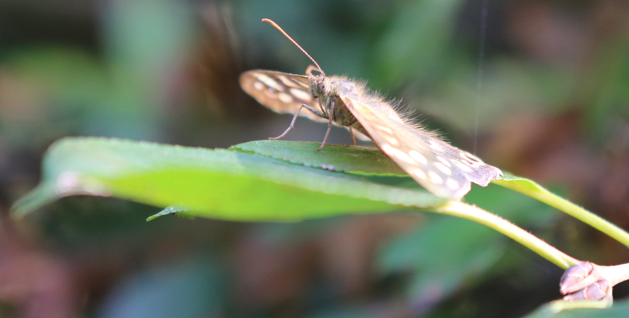 Canon EF 180mm F3.5L Macro USM sample photo. Sunbathe photography