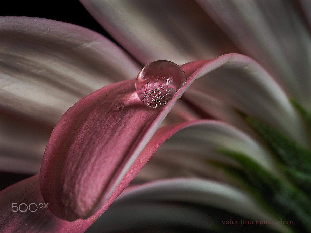 Olympus M.Zuiko Digital ED 60mm F2.8 Macro sample photo. Drops on a petal photography