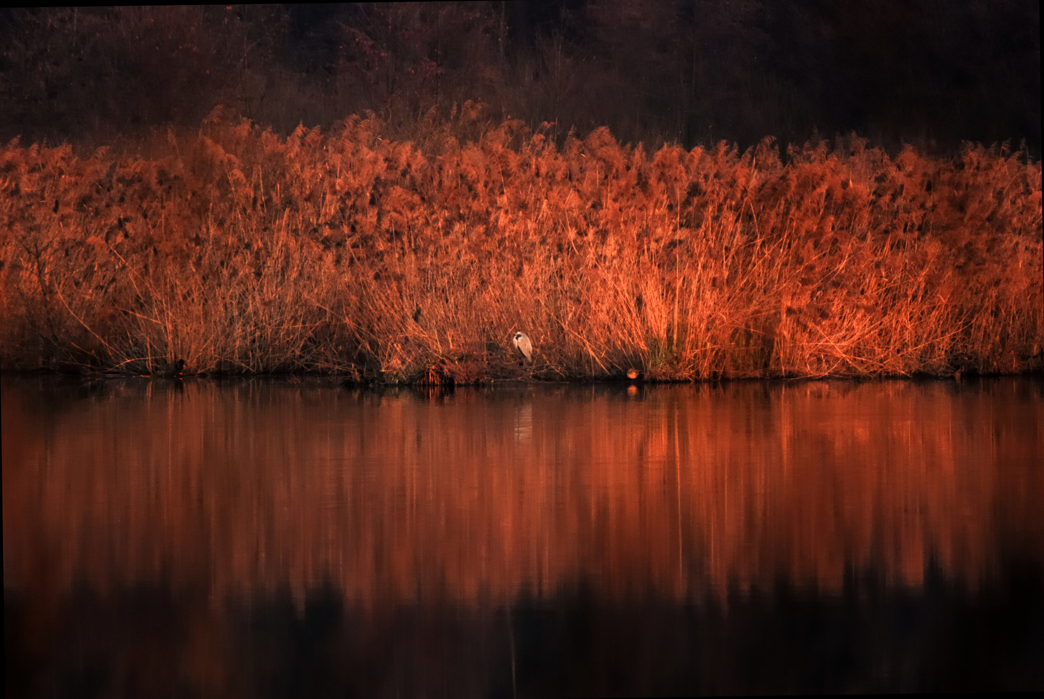 Nikon D80 + AF Zoom-Nikkor 75-300mm f/4.5-5.6 sample photo. Grey heron photography