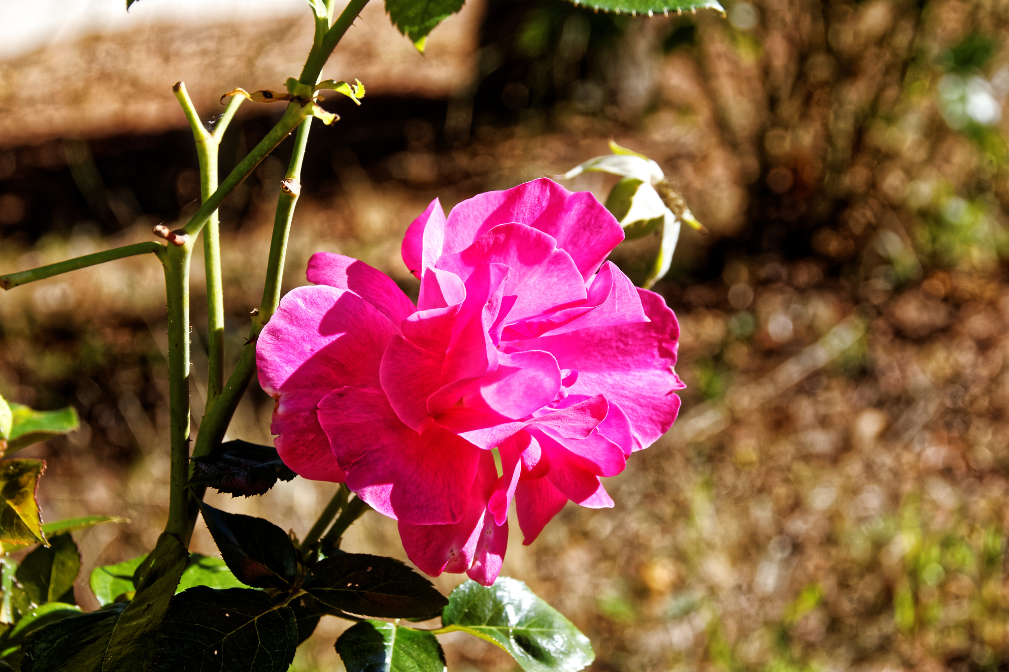 Sigma 17-70mm F2.8-4 DC Macro OS HSM sample photo. Rose d'automne photography