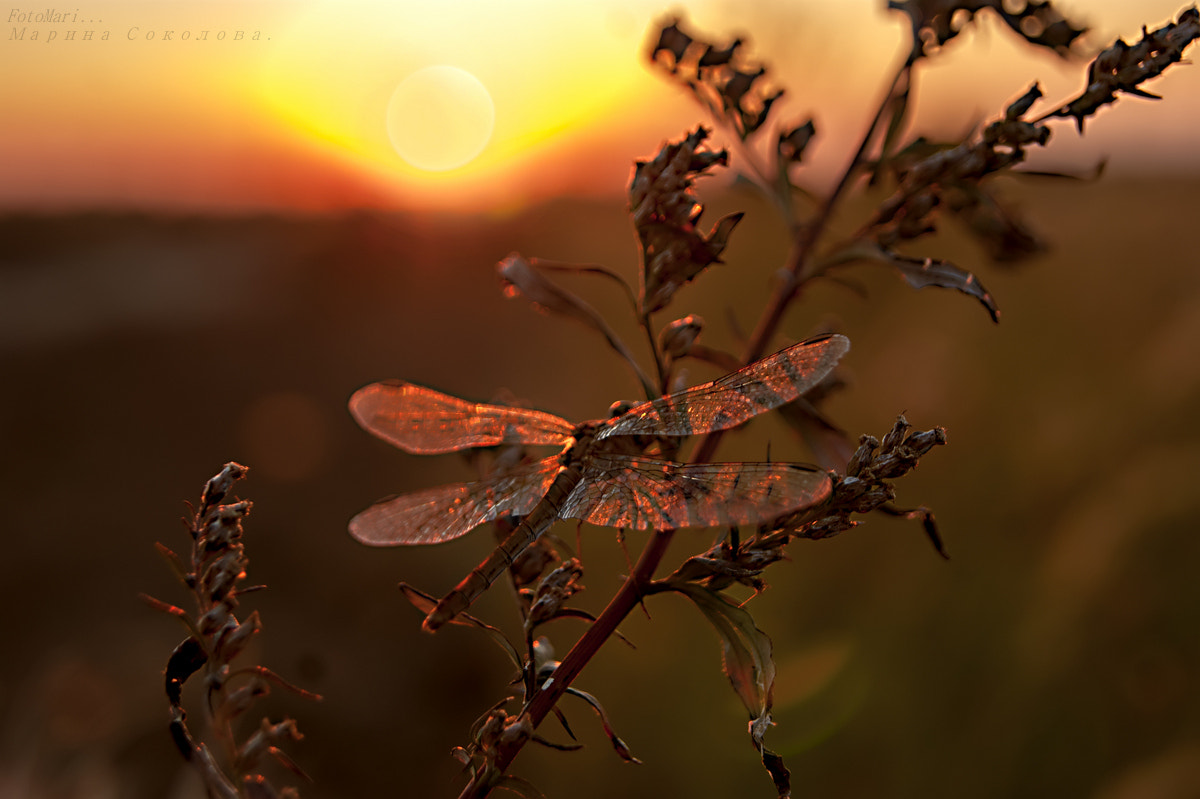 Sony Alpha DSLR-A390 + Sony DT 18-55mm F3.5-5.6 SAM sample photo. Про стрекозу. photography