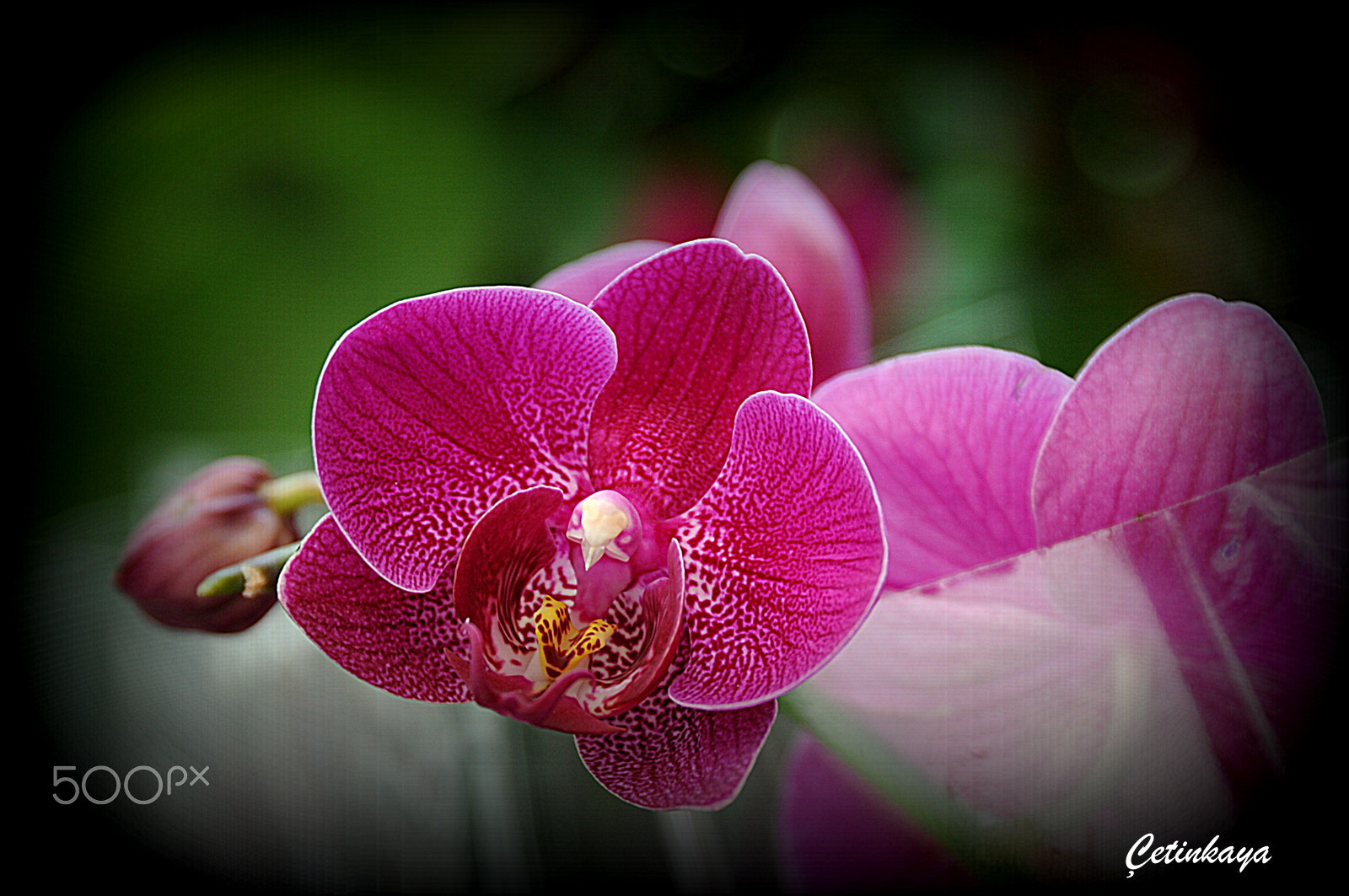 Nikon D300S sample photo. Orchıd 4 photography