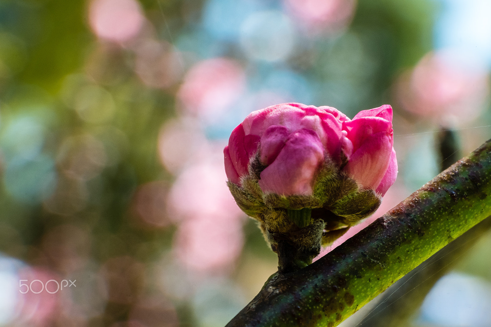 ZEISS Touit 50mm F2.8 sample photo. Blushing spring photography