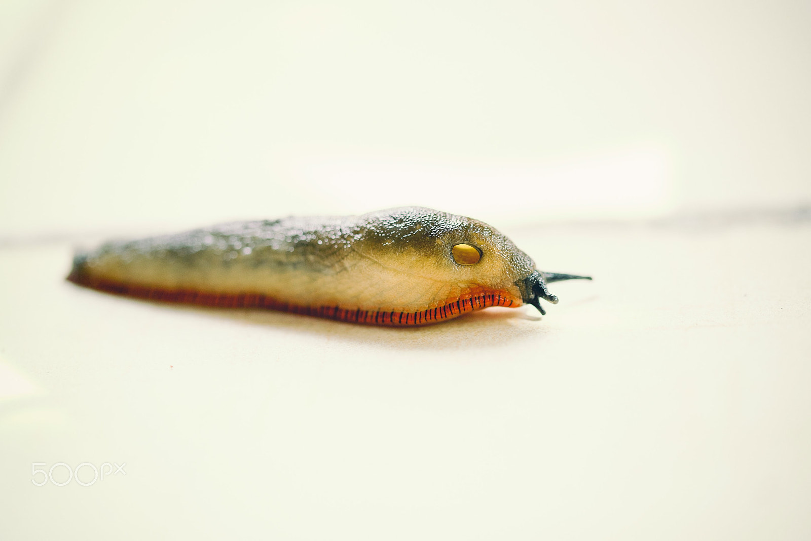 Sigma 105mm F2.8 EX DG OS HSM sample photo. Snail photography