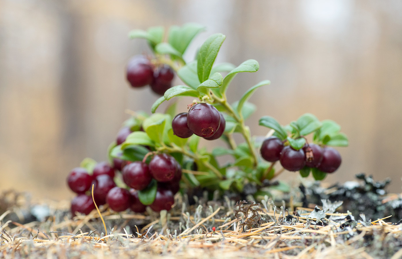 Tamron SP AF 90mm F2.8 Di Macro sample photo. Cowberry photography