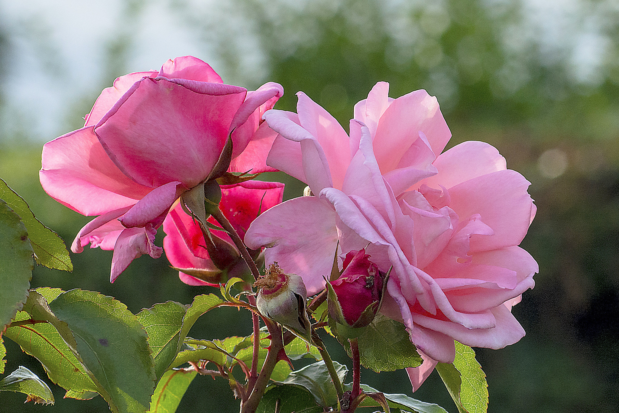 AF Zoom-Nikkor 80-200mm f/2.8 ED sample photo. Pink photography