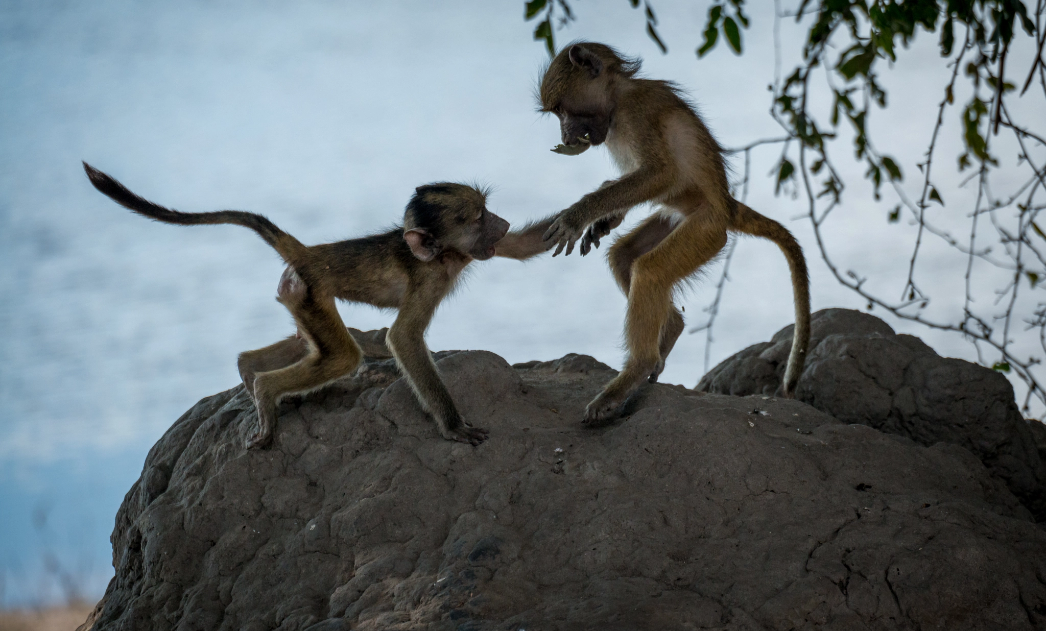 Sigma 50-500mm F4.5-6.3 DG OS HSM sample photo. Sibling rivalry photography