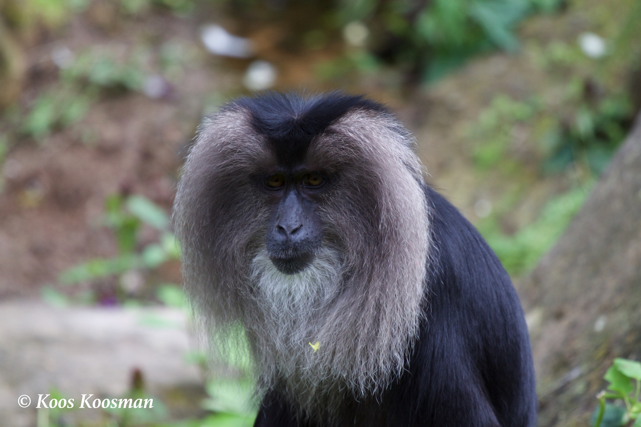 Canon EF 100-400mm F4.5-5.6L IS USM sample photo. Lion tailed macaque photography