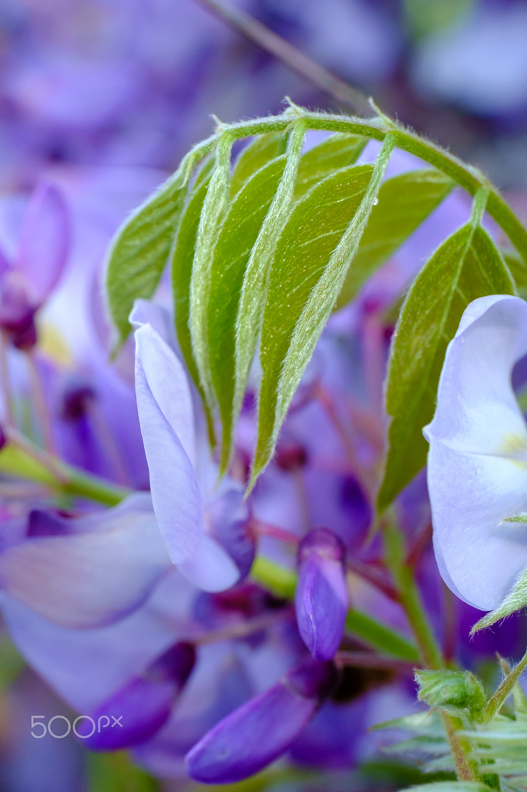 Fujifilm X-Pro1 + ZEISS Touit 50mm F2.8 sample photo. Curtsey to the flowers photography