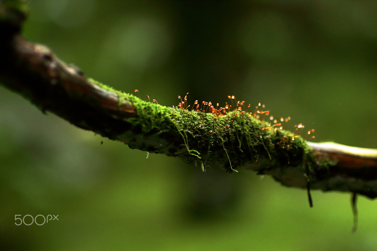 Canon EOS 100D (EOS Rebel SL1 / EOS Kiss X7) + Tamron SP AF 90mm F2.8 Di Macro sample photo. Micro forest photography