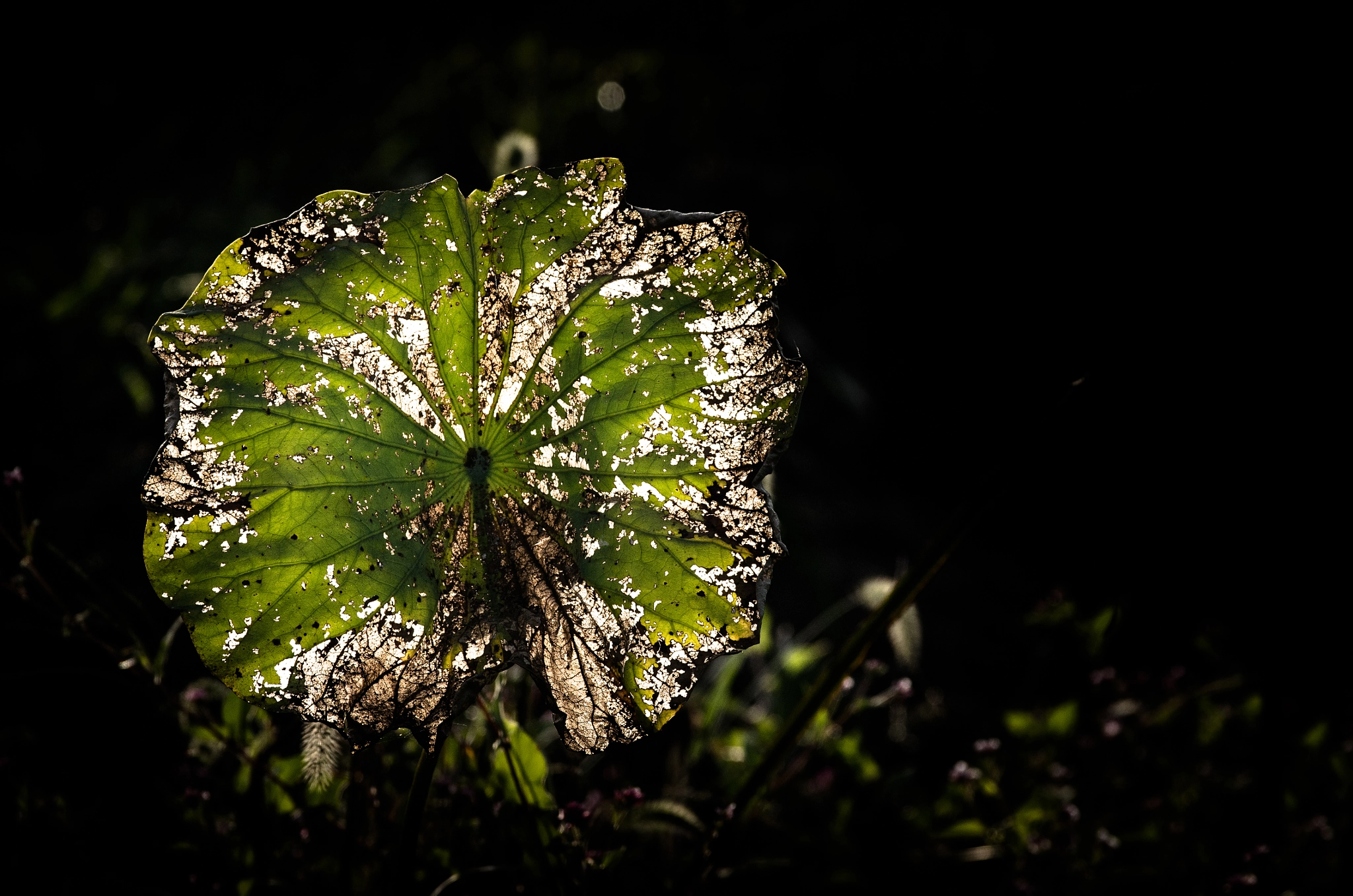 Pentax K-5 IIs + Pentax smc DA* 300mm F4.0 ED (IF) SDM sample photo. A lotus leaf photography