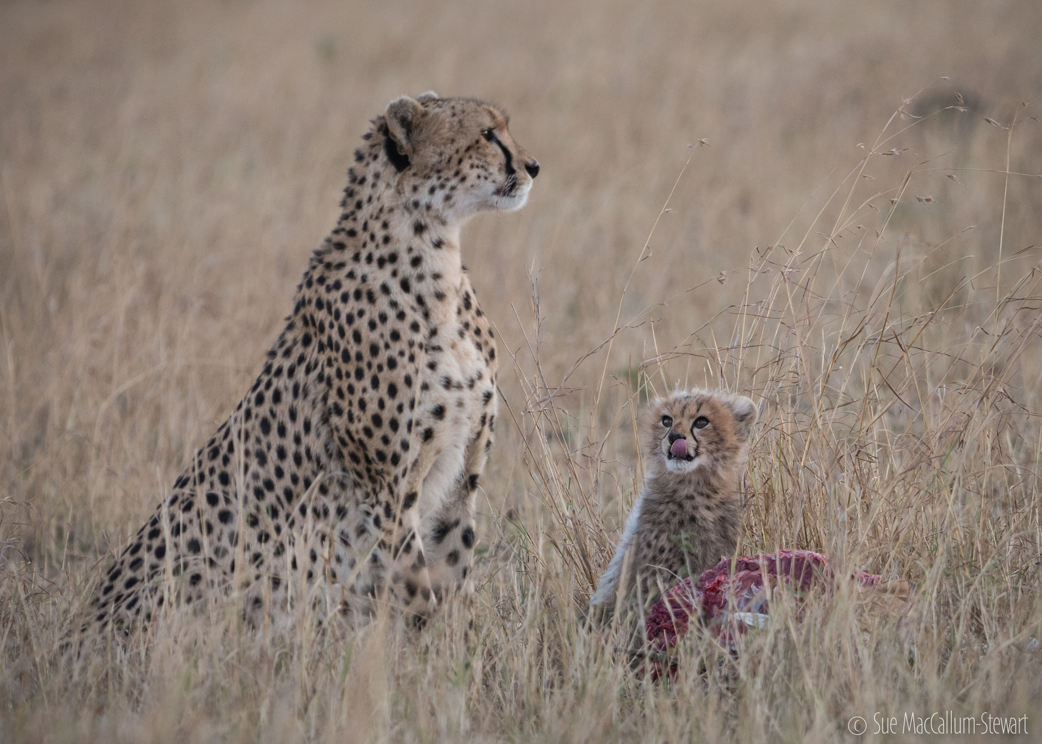 Olympus OM-D E-M5 + OLYMPUS M.300mm F4.0 sample photo. Watching mum photography