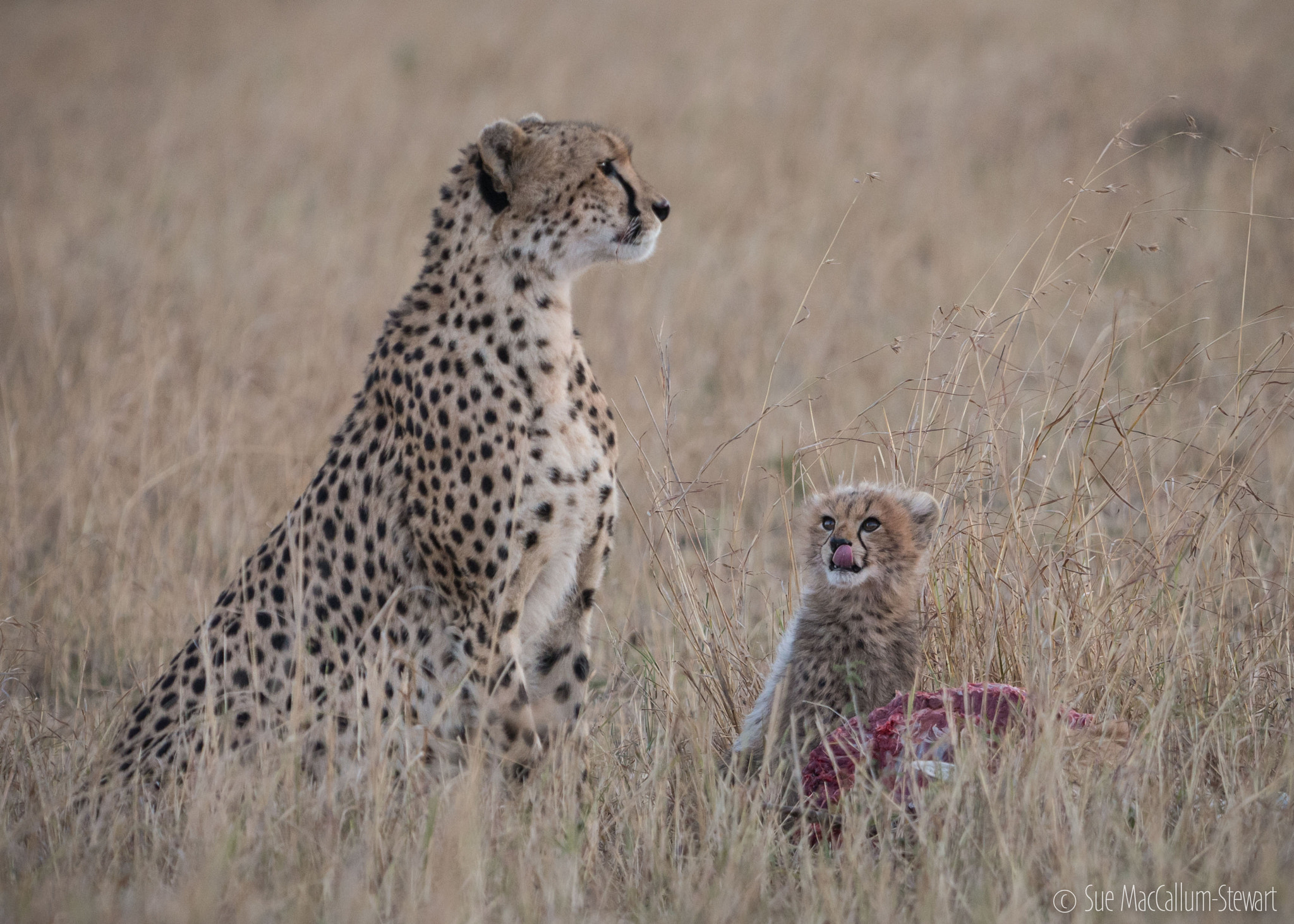 Olympus OM-D E-M5 + OLYMPUS M.300mm F4.0 sample photo. Watching mum photography