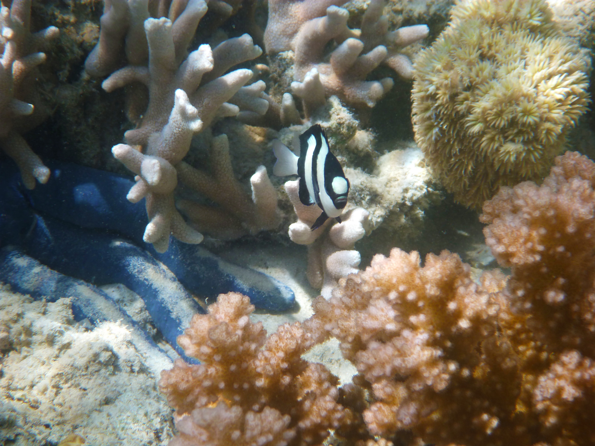 Panasonic DMC-FT4 sample photo. A humbug damselfish photography