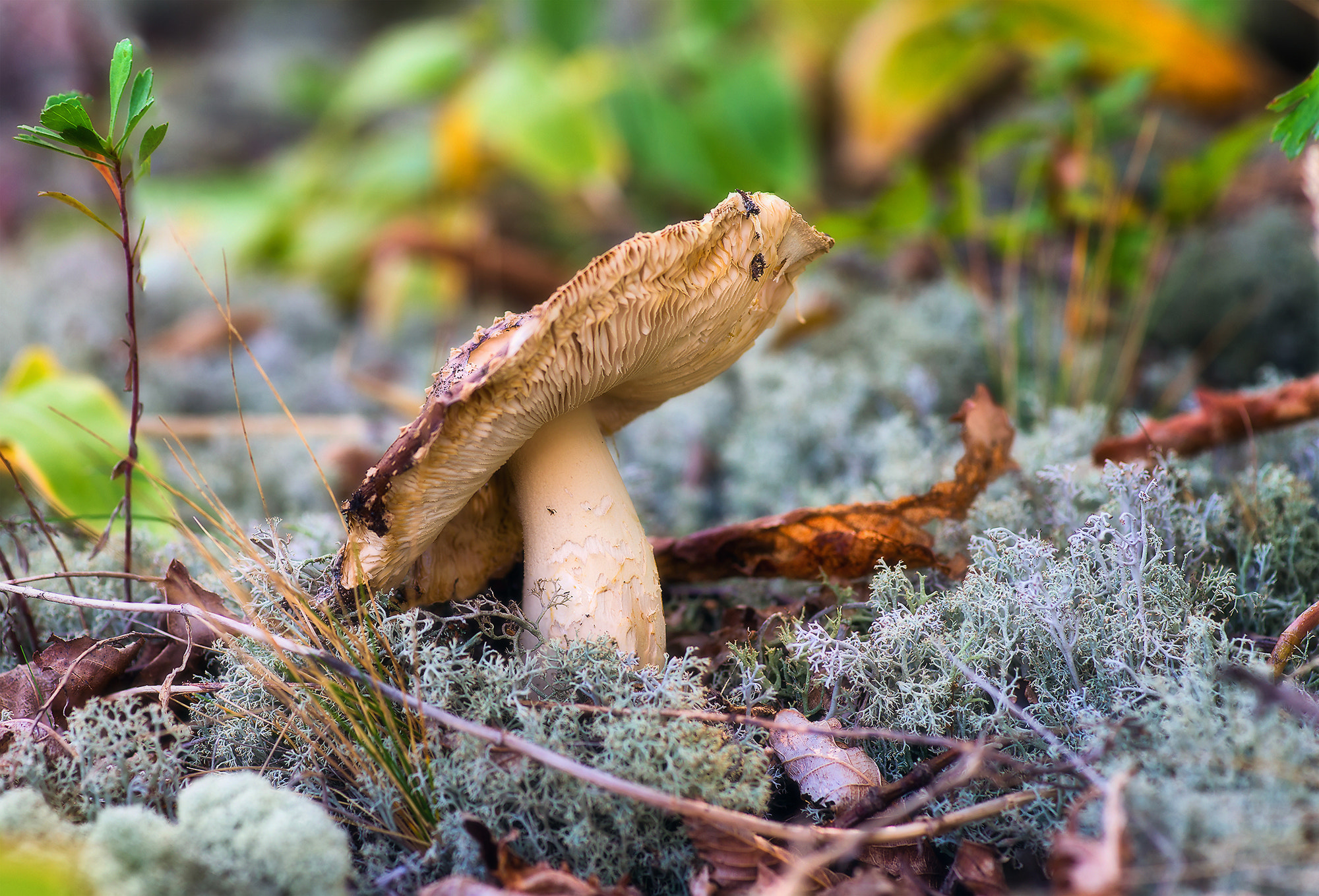 Sony Alpha DSLR-A850 + Minolta AF 100mm F2.8 Macro [New] sample photo. Forest theme. photography