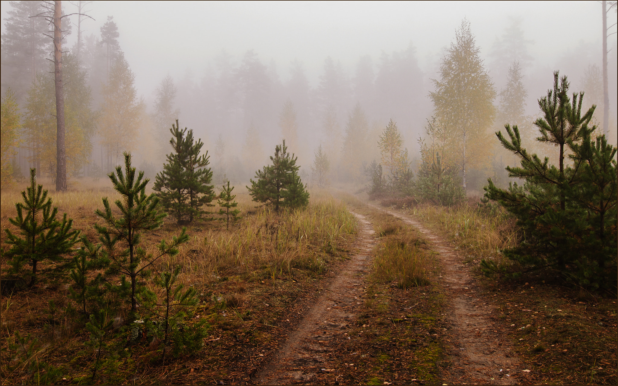 Nikon D200 + Tokina AT-X Pro 12-24mm F4 (IF) DX sample photo. The road in the misty forest. photography