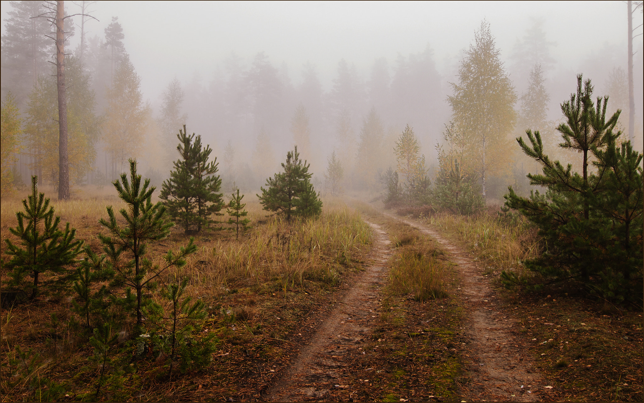 Tokina AT-X Pro 12-24mm F4 (IF) DX sample photo. The road in the misty forest. photography
