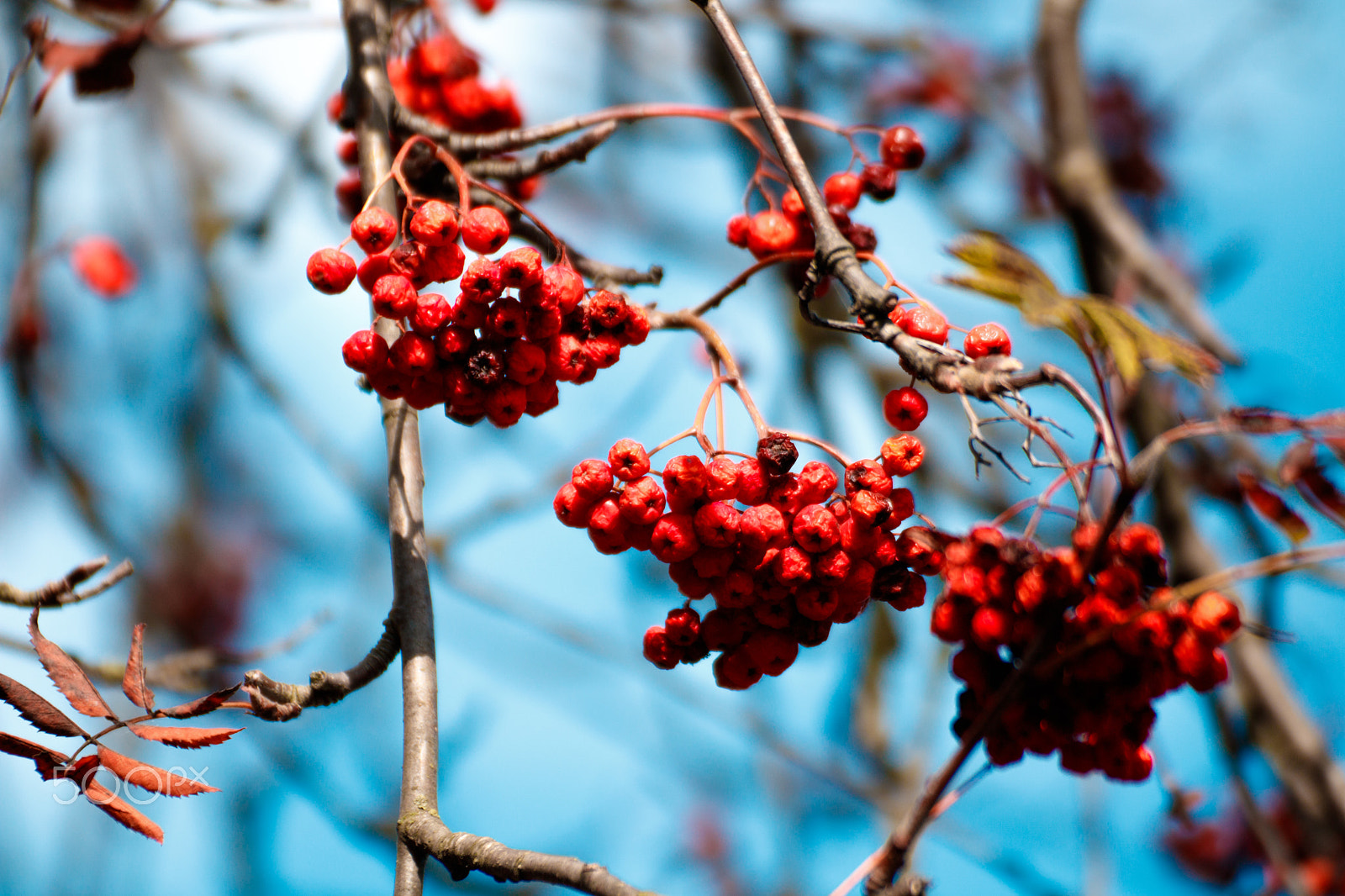 Tamron SP 35mm F1.8 Di VC USD sample photo. Rowanberry photography