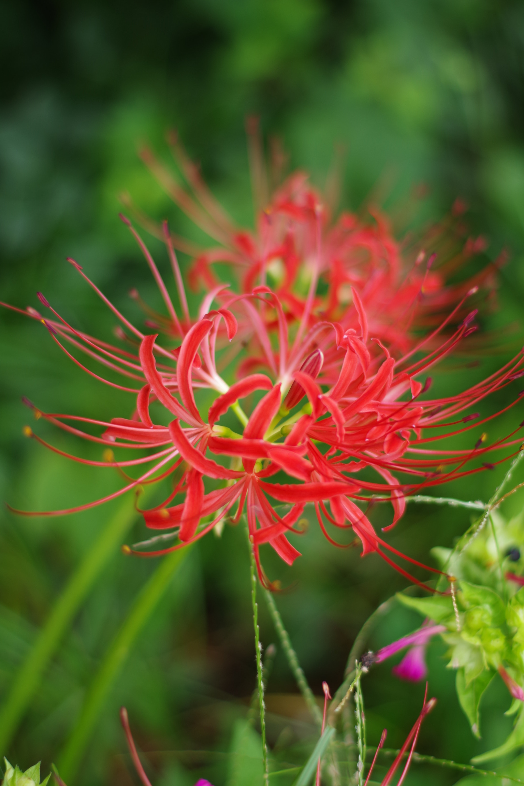 Pentax K-S2 + Pentax smc DA 50mm F1.8 sample photo. Lycoris radiata (ヒガンバナ) photography