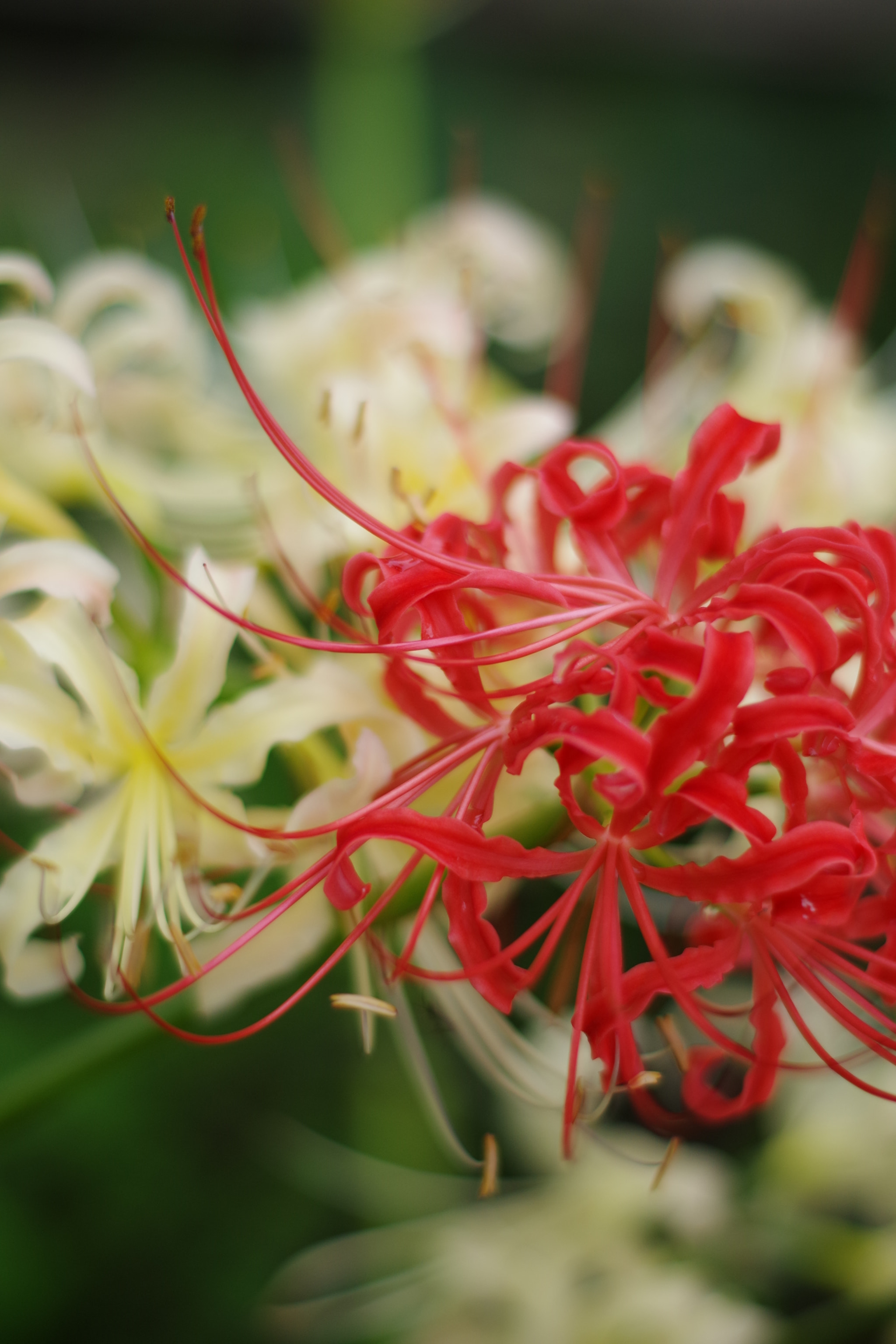 Pentax smc DA 50mm F1.8 sample photo. Lycoris radiata (ヒガンバナ) photography