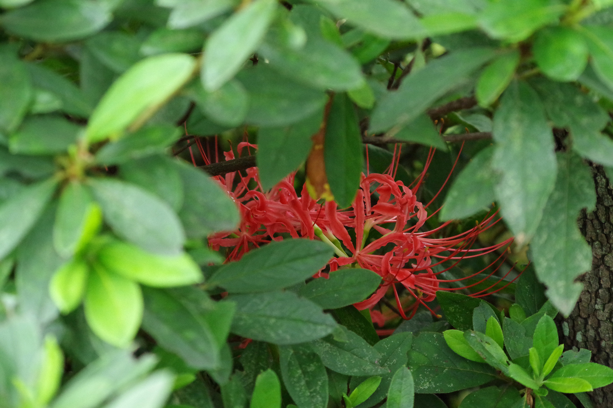 HD Pentax DA 55-300mm F4.0-5.8 ED WR sample photo. Hideout photography
