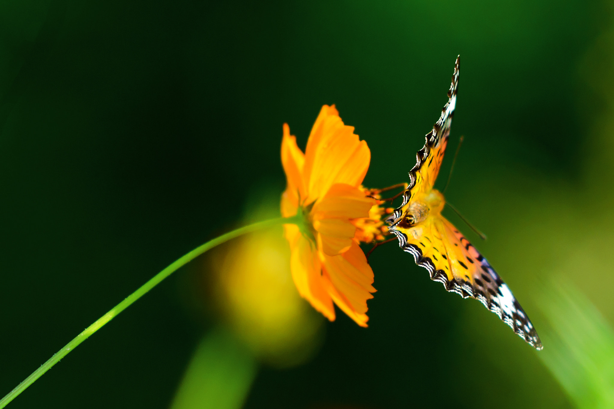 Nikon D7000 sample photo. Unbeaten by wind! indian fritillary on cosmos photography