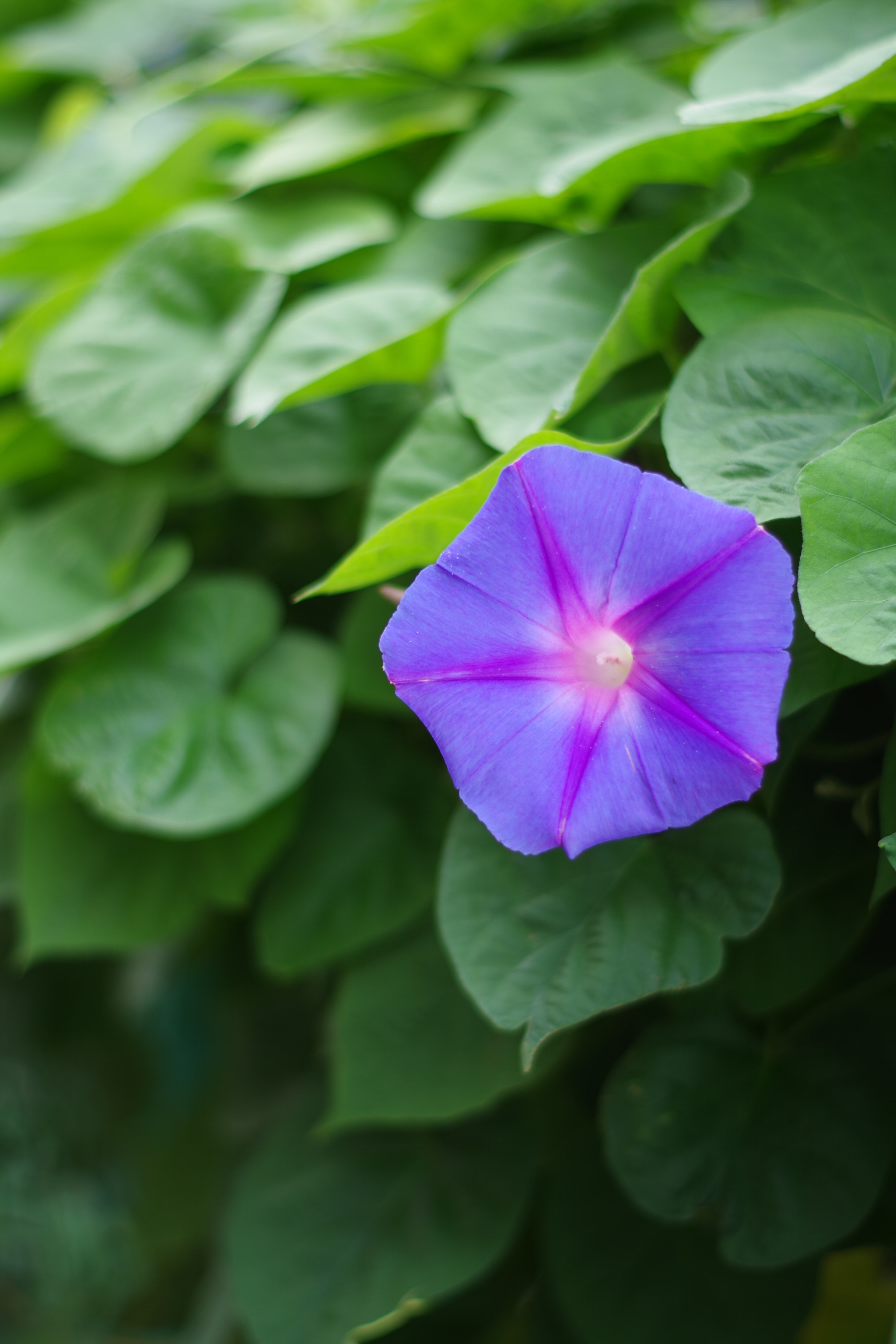 Pentax smc DA 50mm F1.8 sample photo. Morning glory photography