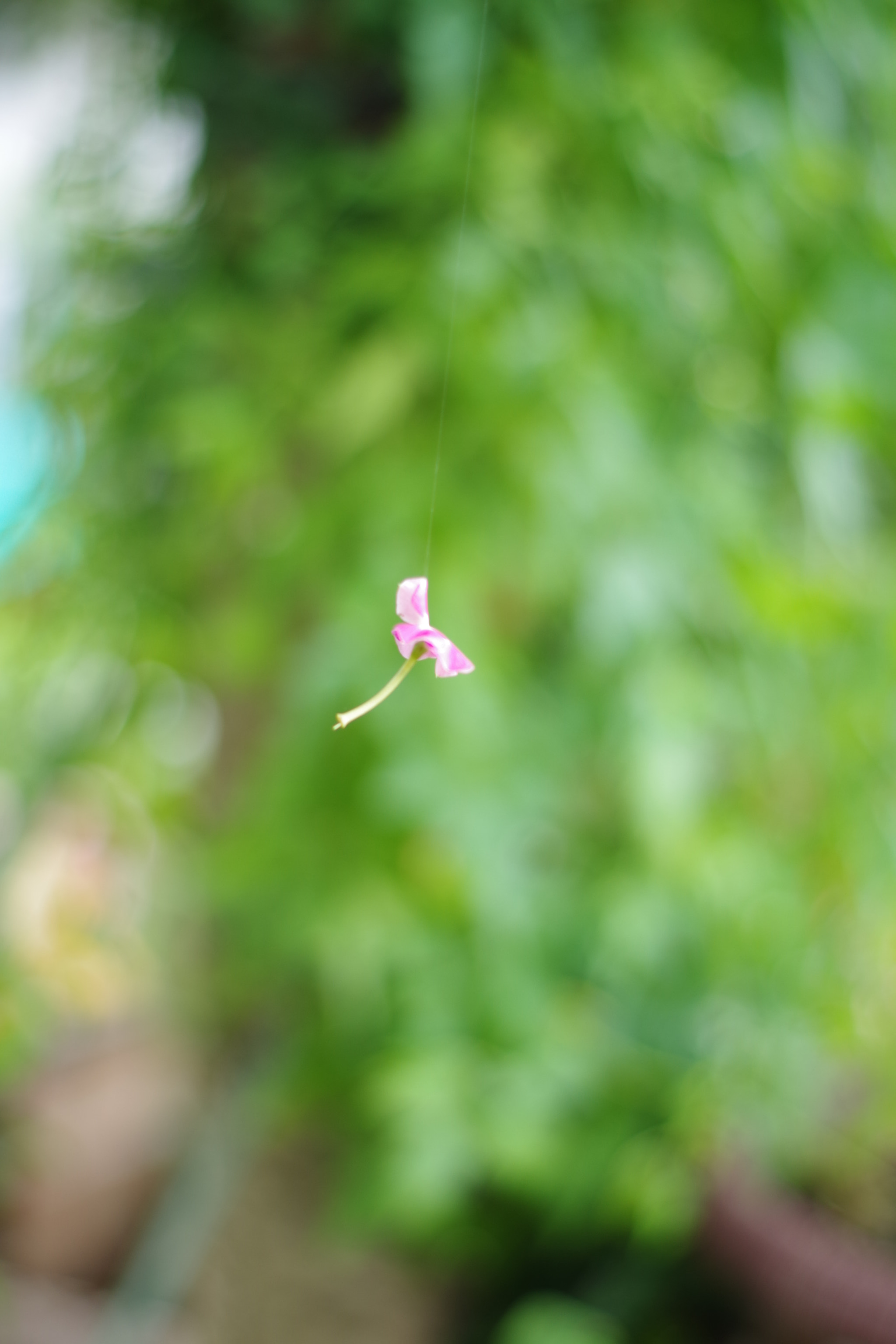 Pentax smc DA 50mm F1.8 sample photo. Aerialist photography