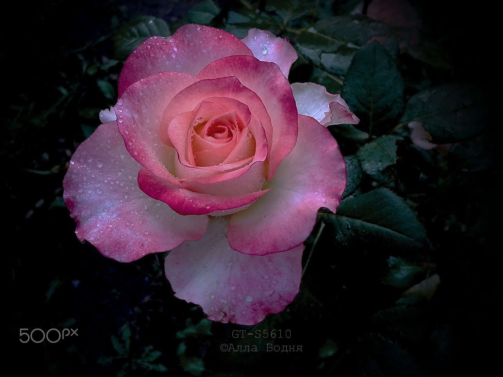Samsung GT-S5610 sample photo. Autumn rose photography