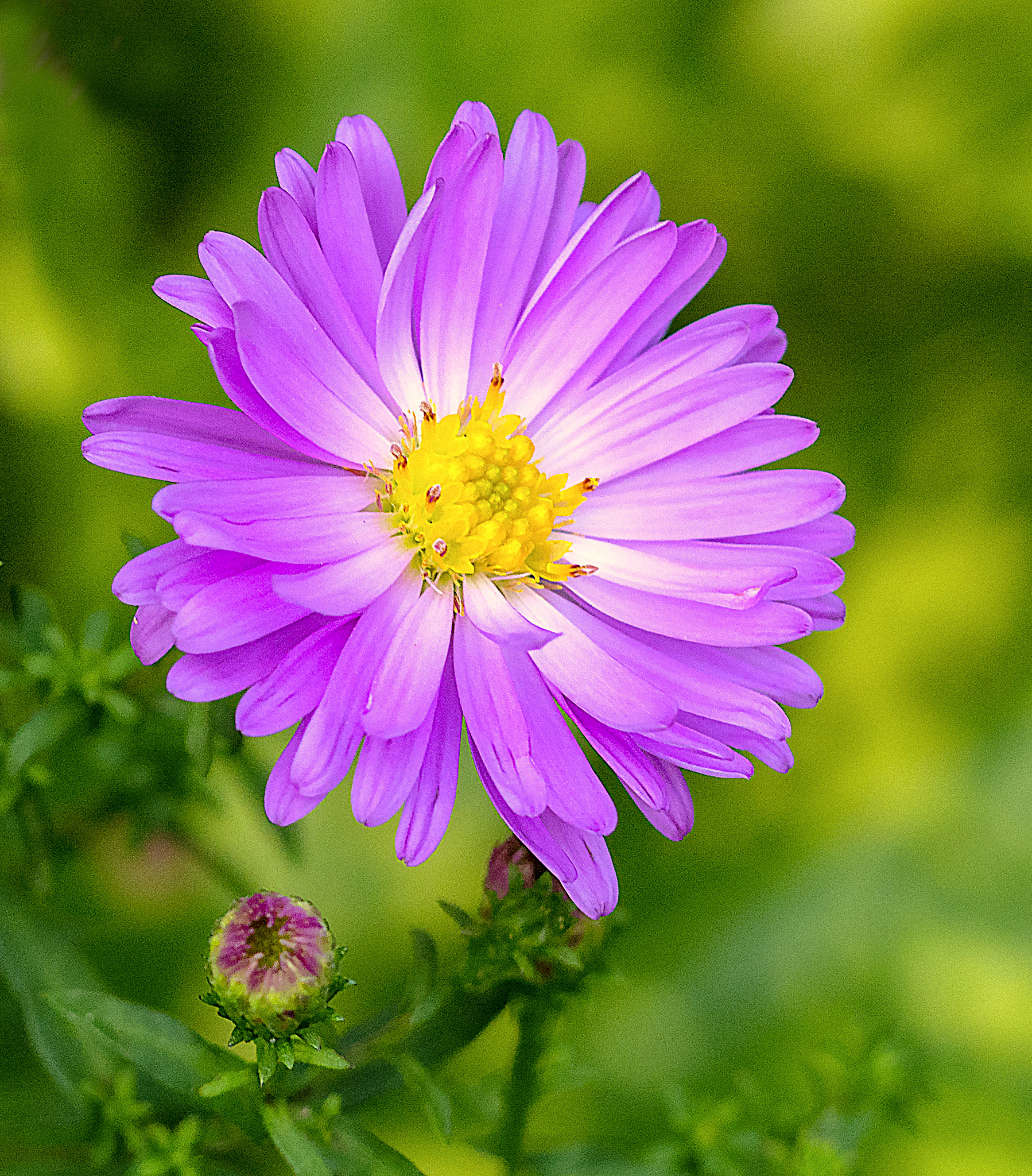 AF Zoom-Nikkor 80-200mm f/2.8 ED sample photo. Pink star photography