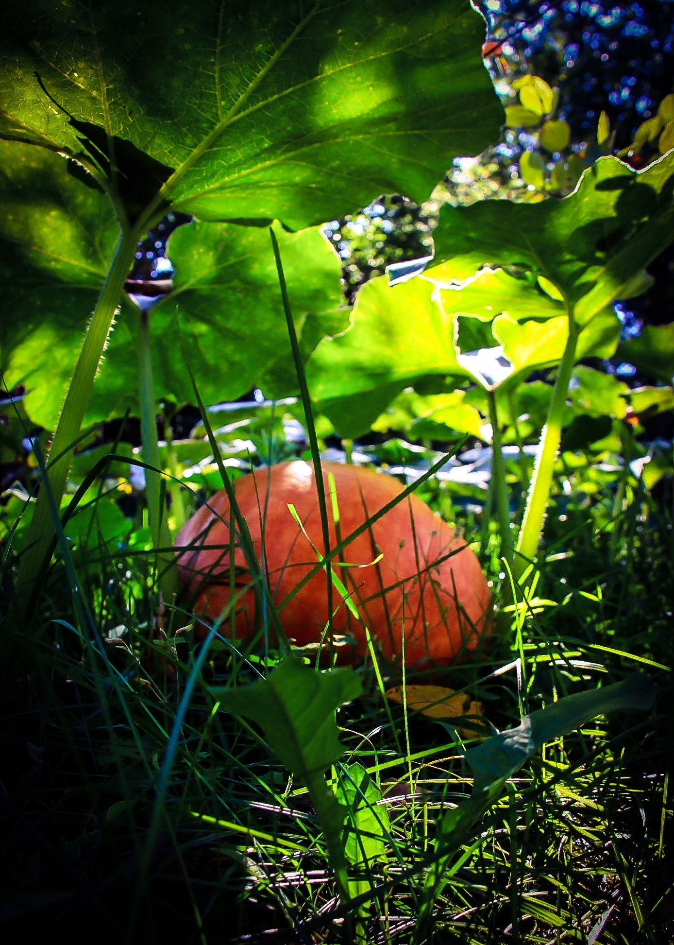 Canon EOS 50D + Canon 18-200mm sample photo. Pumpkin forest photography