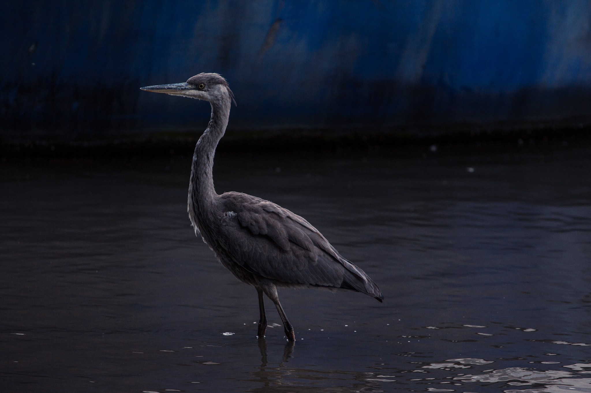 Canon EOS 550D (EOS Rebel T2i / EOS Kiss X4) + Canon EF 70-200mm F4L USM sample photo. Juvenile heron photography