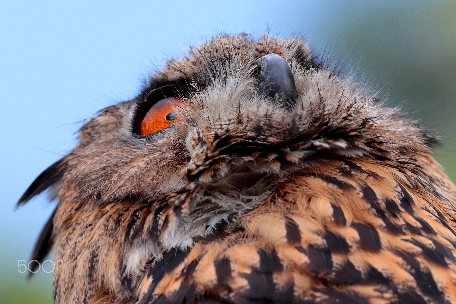 Canon EOS-1D X + Canon EF 300mm F2.8L IS USM sample photo. Eagle owl photography
