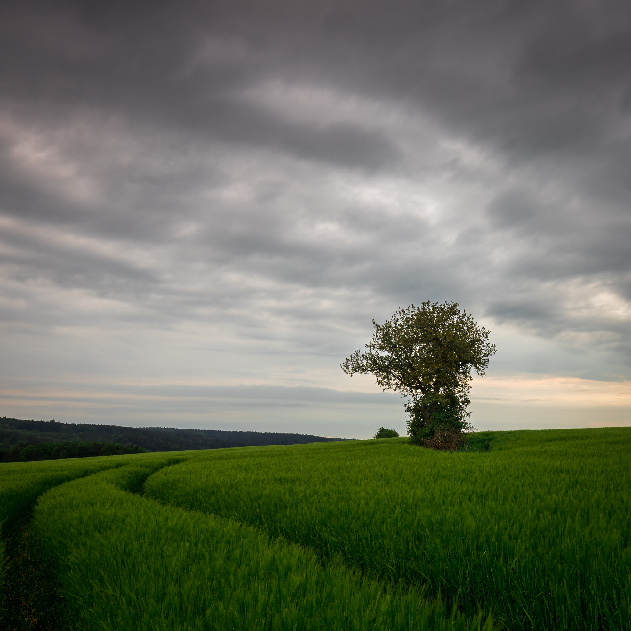 Tamron 18-270mm F3.5-6.3 Di II PZD sample photo. Lonely tree photography