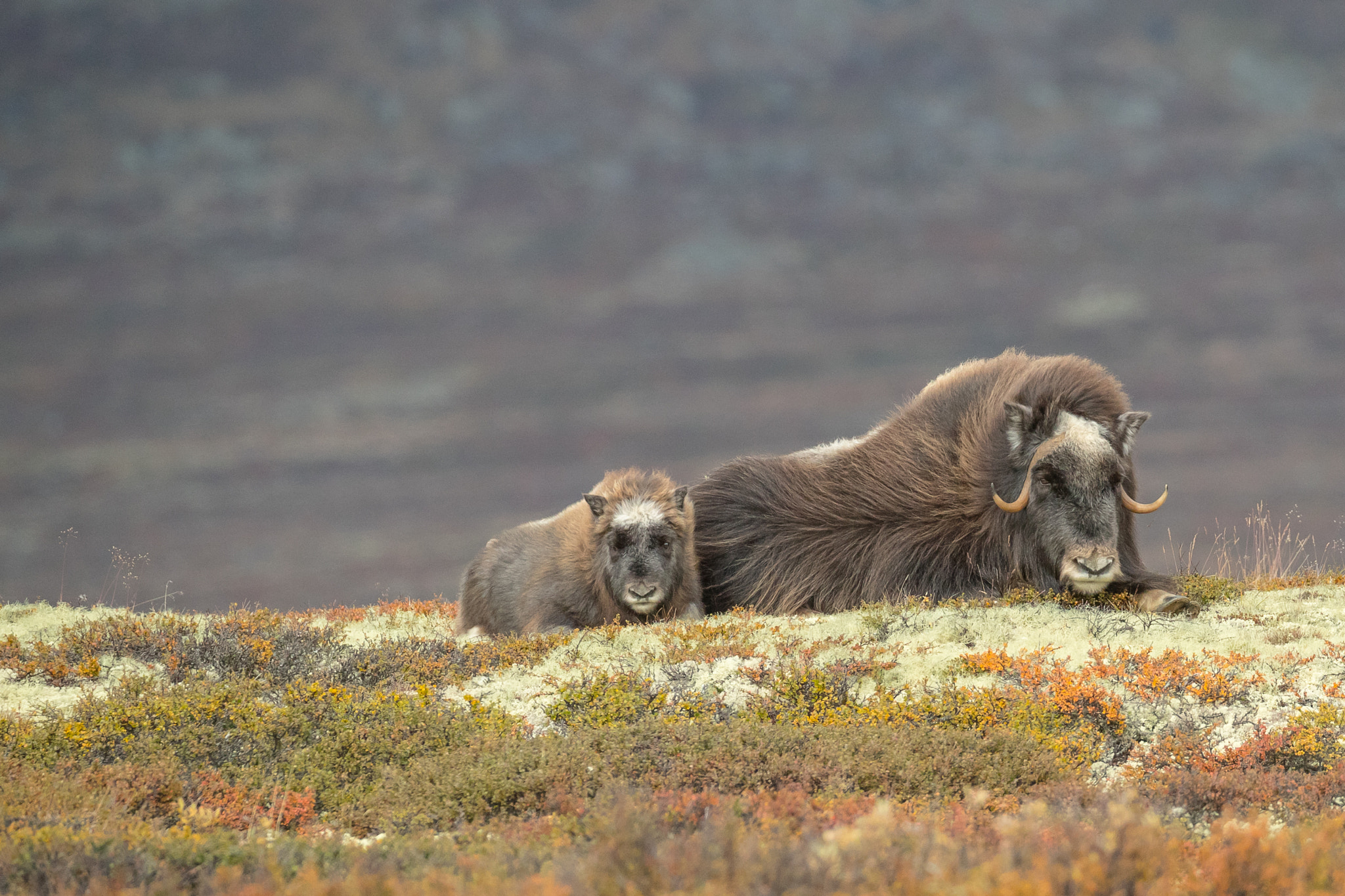 Canon EF 200-400mm F4L IS USM Extender 1.4x sample photo. Mother and baby musk ox photography
