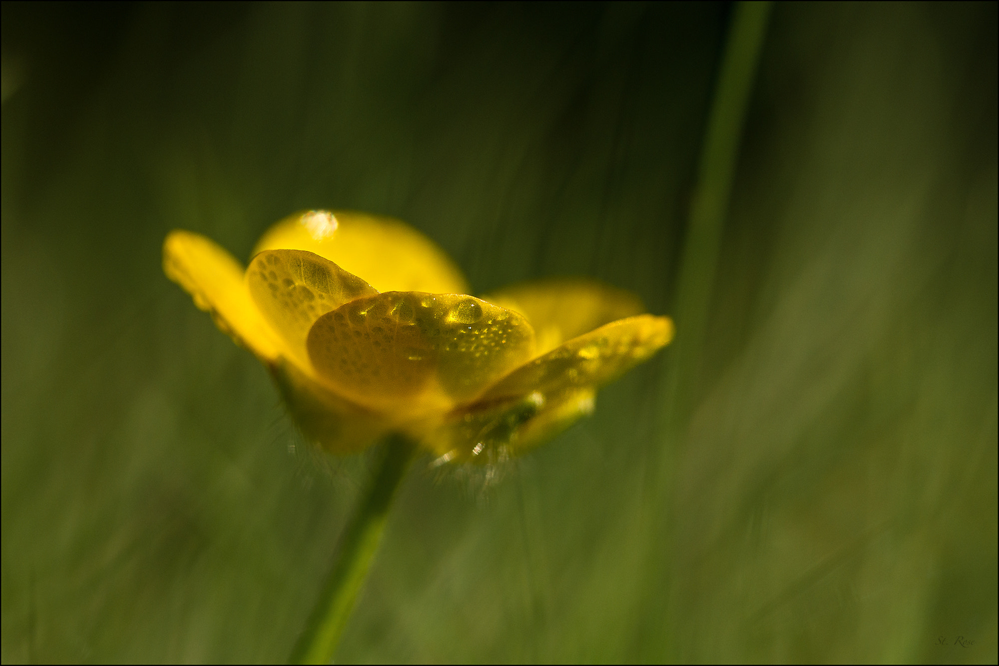 Sony Alpha DSLR-A500 sample photo. Little flower photography