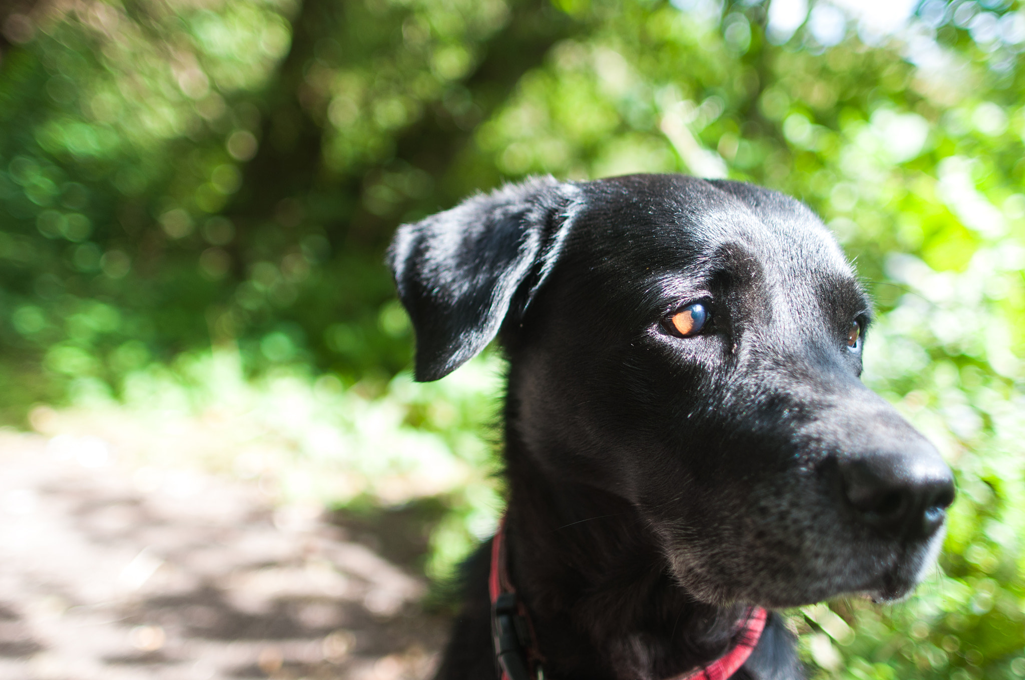 Nikon D90 + Sigma 24mm F1.8 EX DG Aspherical Macro sample photo. Thinksome lab photography