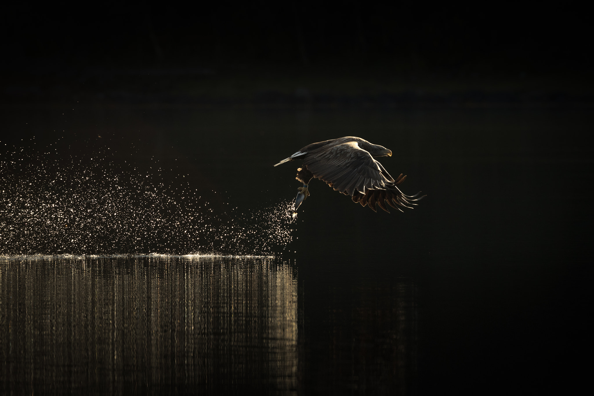 Canon EF 200-400mm F4L IS USM Extender 1.4x sample photo. Hunting sea eagle photography