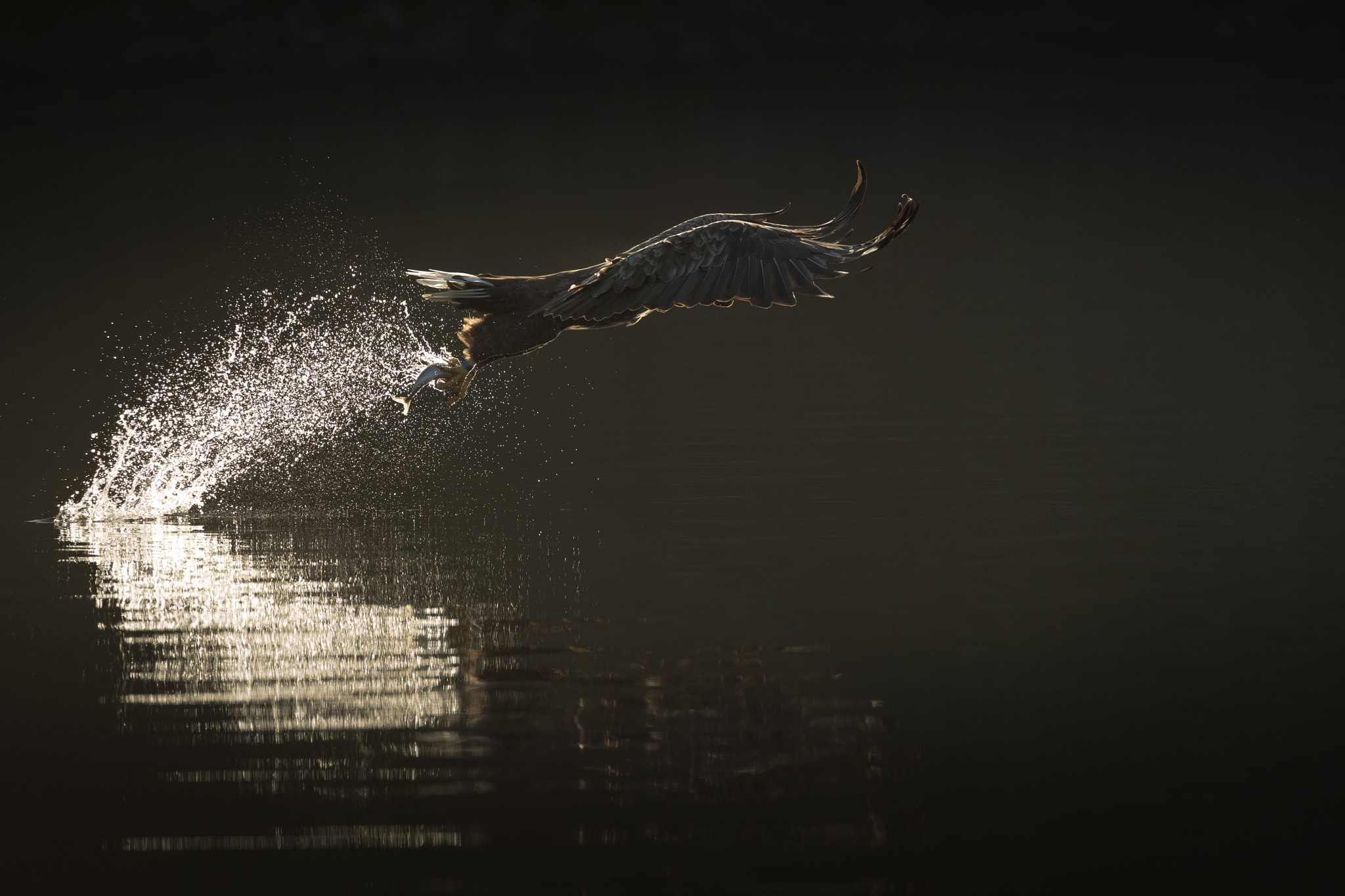 Canon EOS-1D X Mark II + Canon EF 200-400mm F4L IS USM Extender 1.4x sample photo. Hunting sea eagle photography