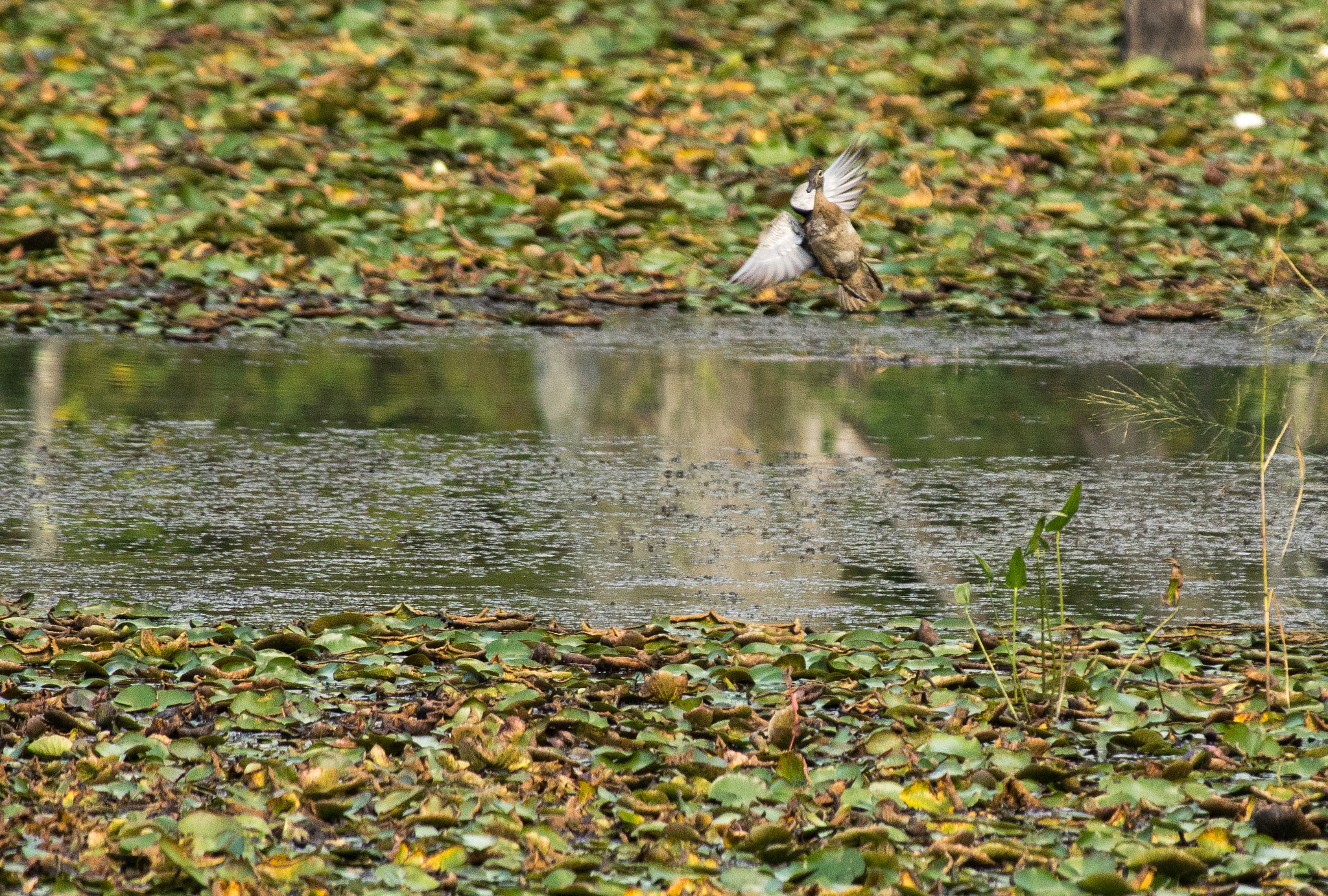 Pentax K-3 sample photo. Coming in for a landing photography