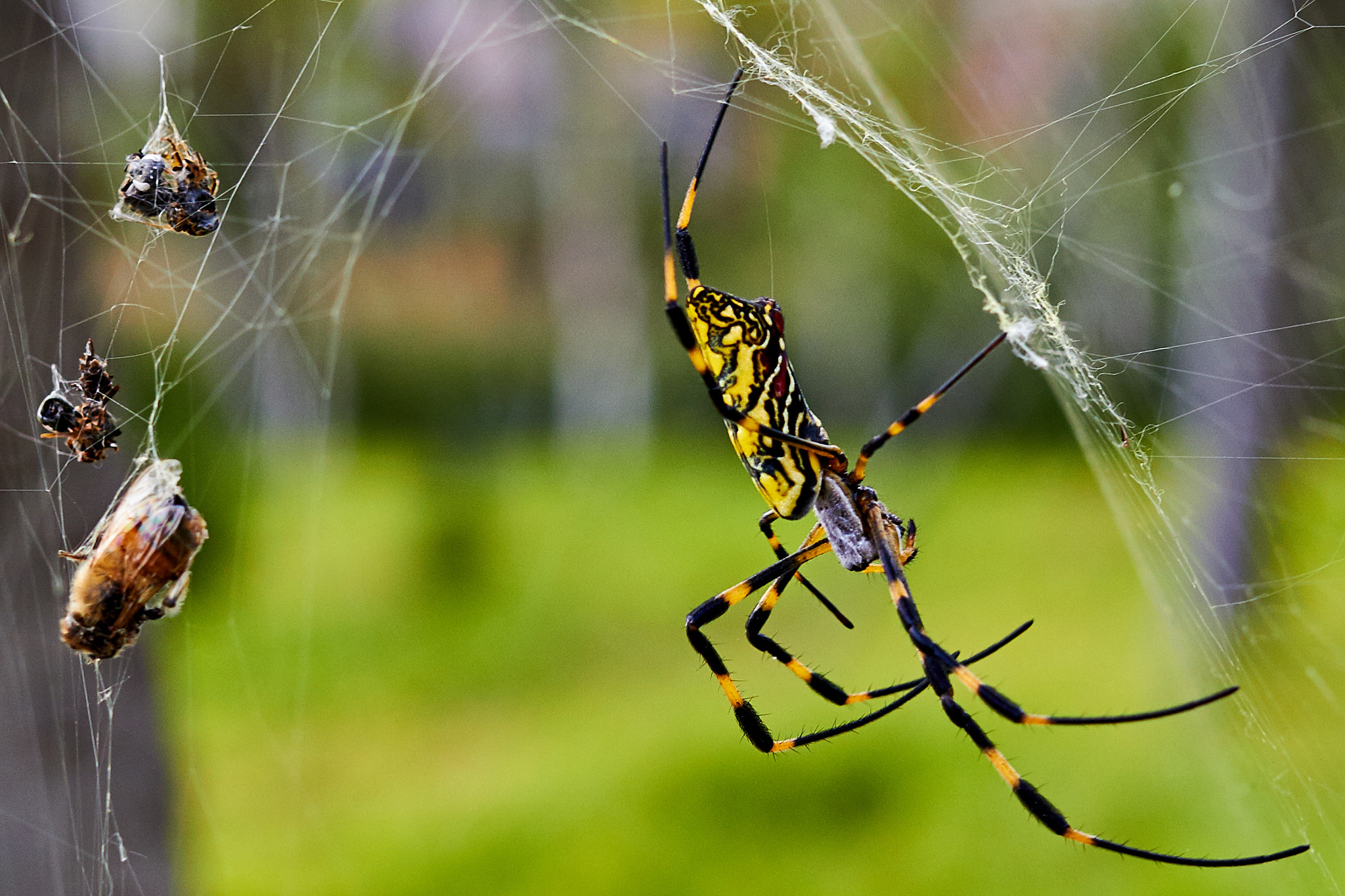 Canon EF 40mm F2.8 STM sample photo. Spider preparing food photography