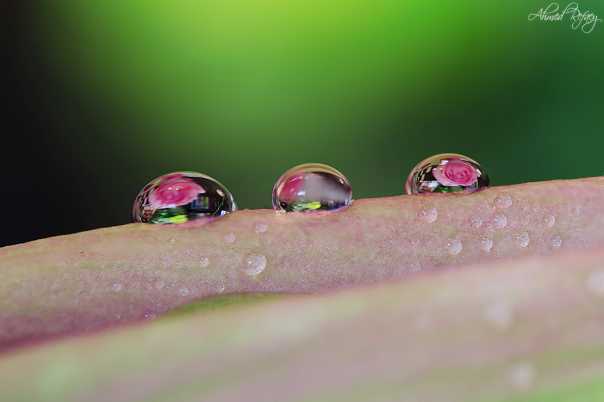Nikon AF-S Micro-Nikkor 60mm F2.8G ED sample photo. Flo photography