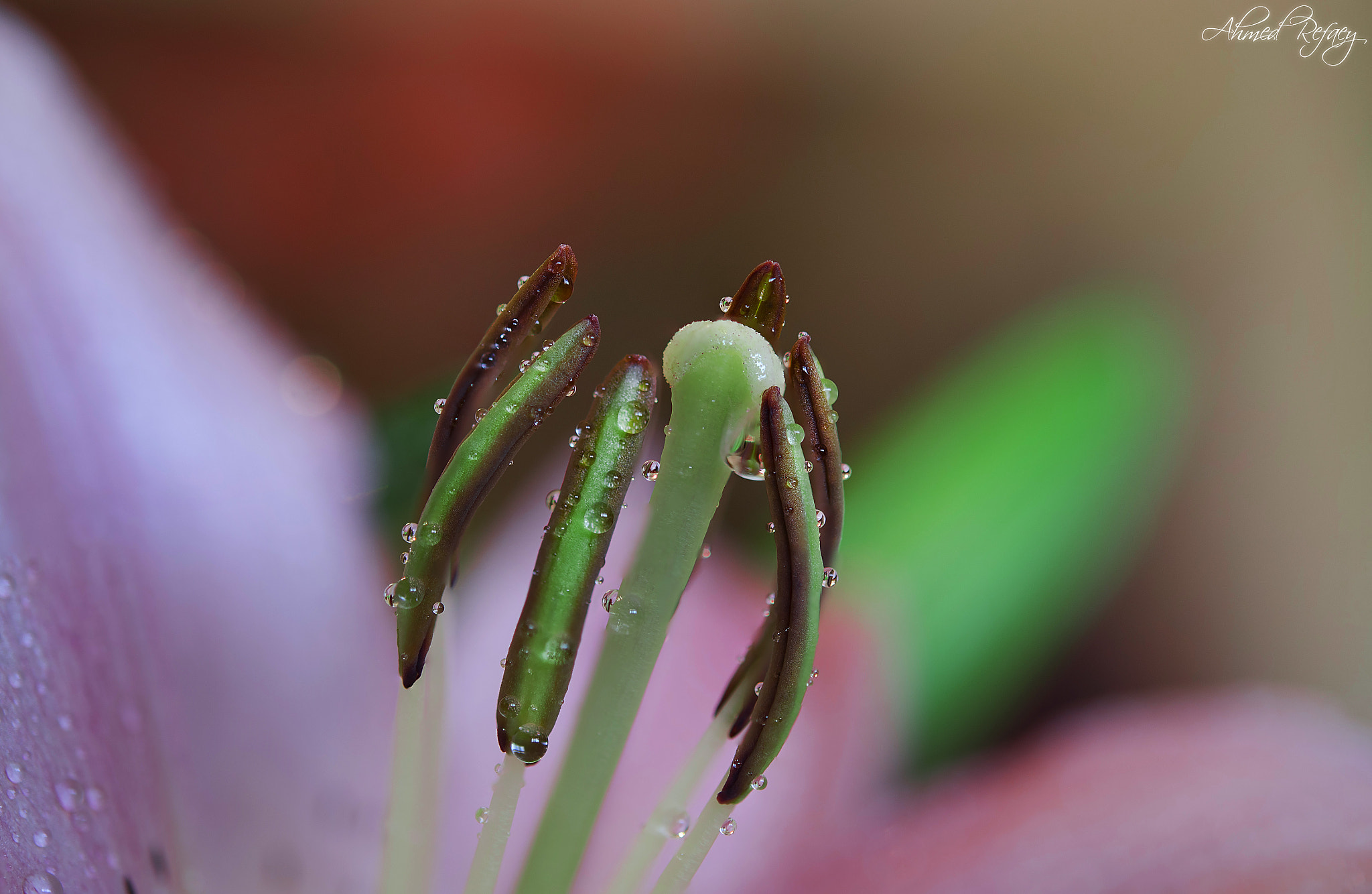 Nikon AF-S Micro-Nikkor 60mm F2.8G ED sample photo. Flower photography