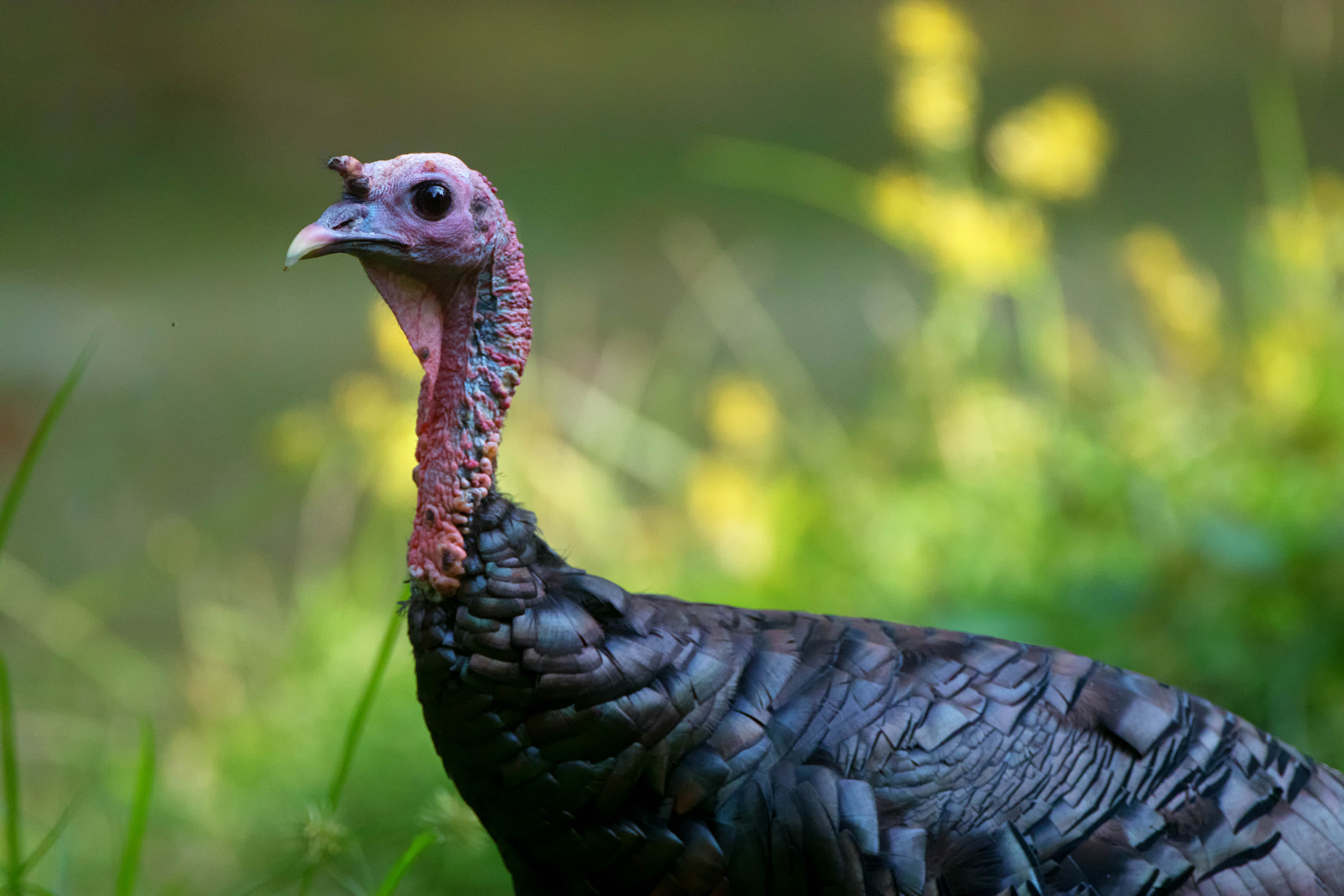 Canon EF 500mm F4L IS USM sample photo. Turkey photography