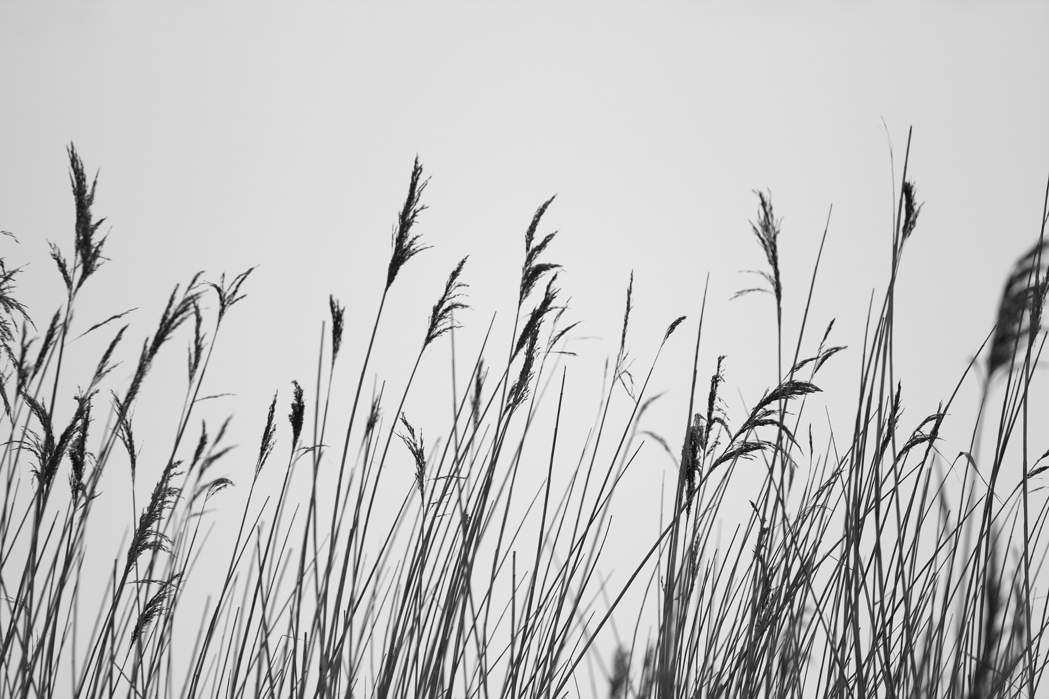 Canon EOS 550D (EOS Rebel T2i / EOS Kiss X4) + Canon EF 70-200mm F4L USM sample photo. Reeds by the lake photography