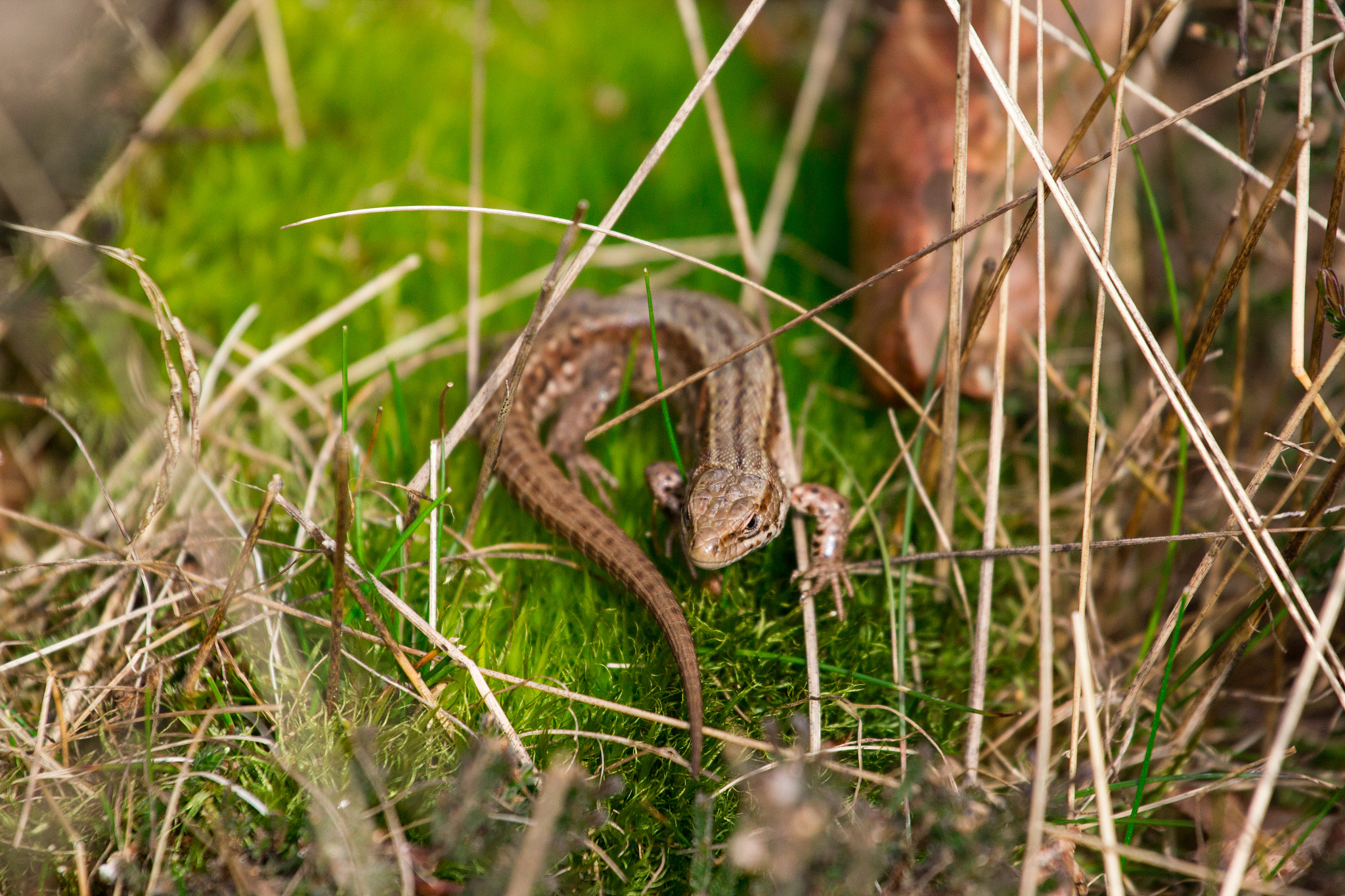 Canon EOS 550D (EOS Rebel T2i / EOS Kiss X4) + Canon EF 70-200mm F4L USM sample photo. Common lizard photography